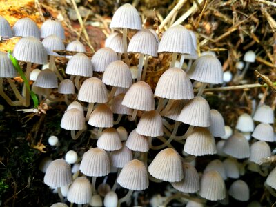 Germany late summer forest