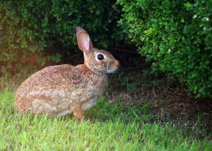 Spring bunny lawn photo