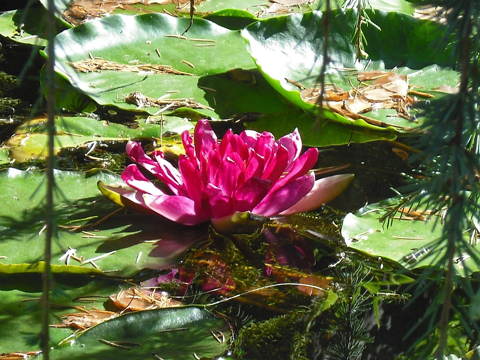 Pink water lily nature photo