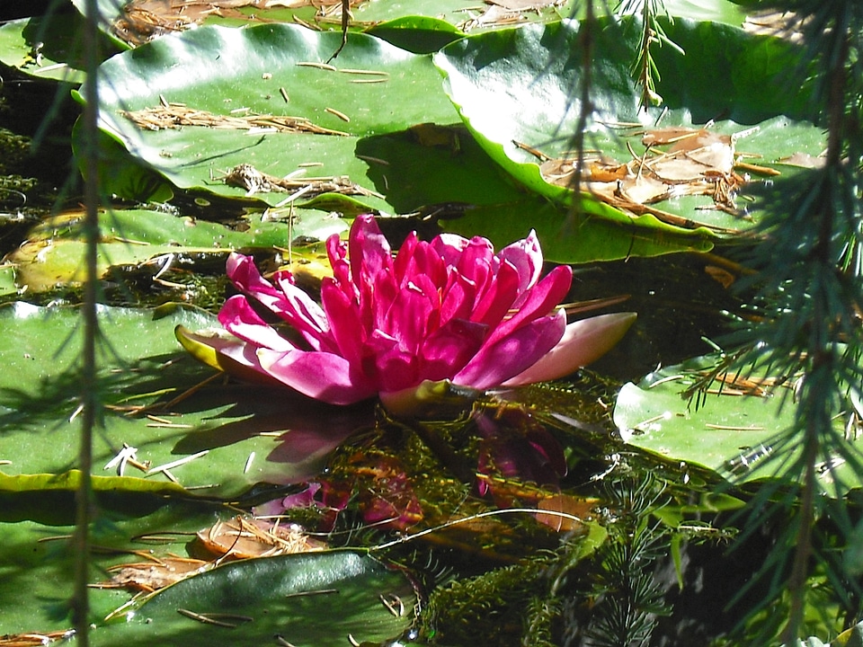 Pink water lily nature