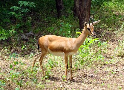 Ravine deer gujarat chinkara g photo
