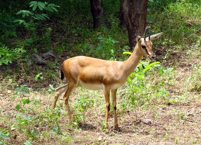 Ravine deer gujarat chinkara g