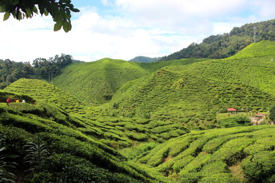 Landscape tea plantation