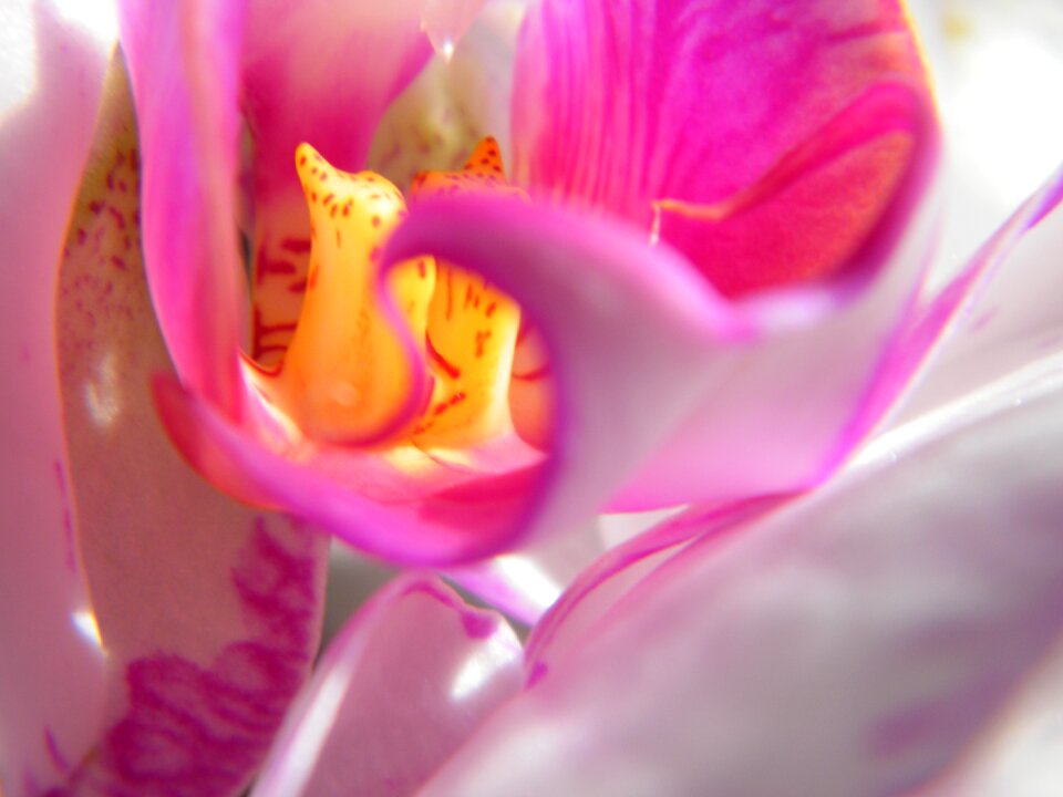 Blossom bloom pink