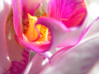 Blossom bloom pink