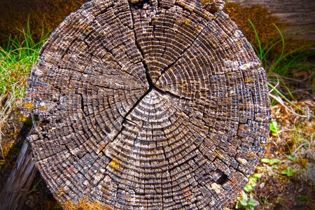 Log tree grain photo