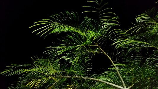 Leaves green night photo