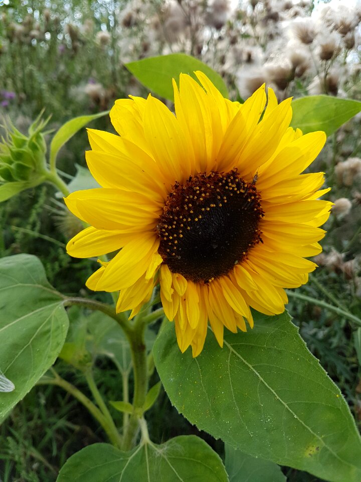 Sunflower garden summer