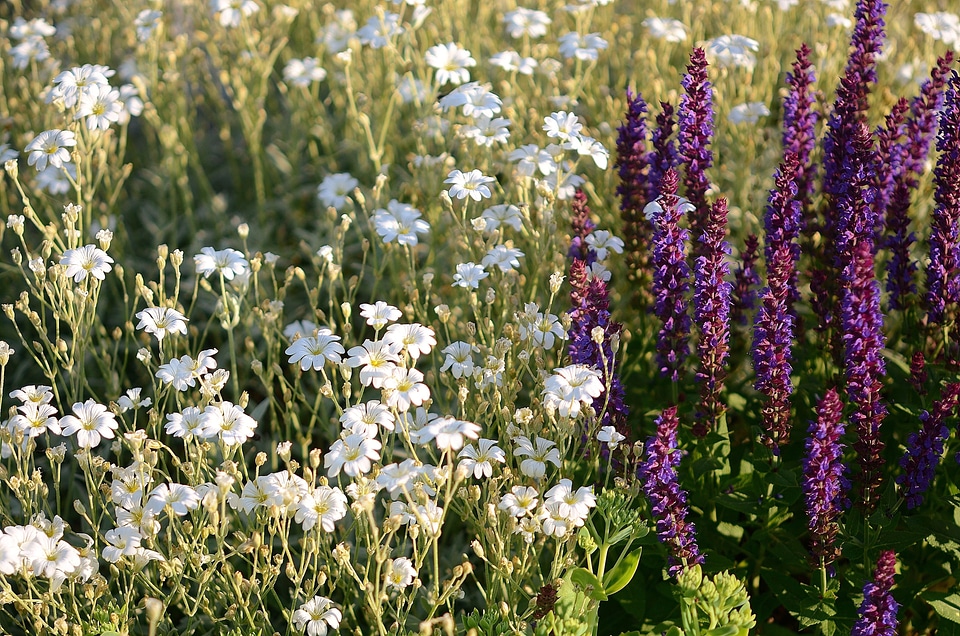 Purple flowers nature background