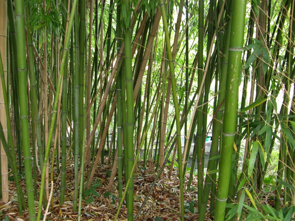 Bamboo france claude