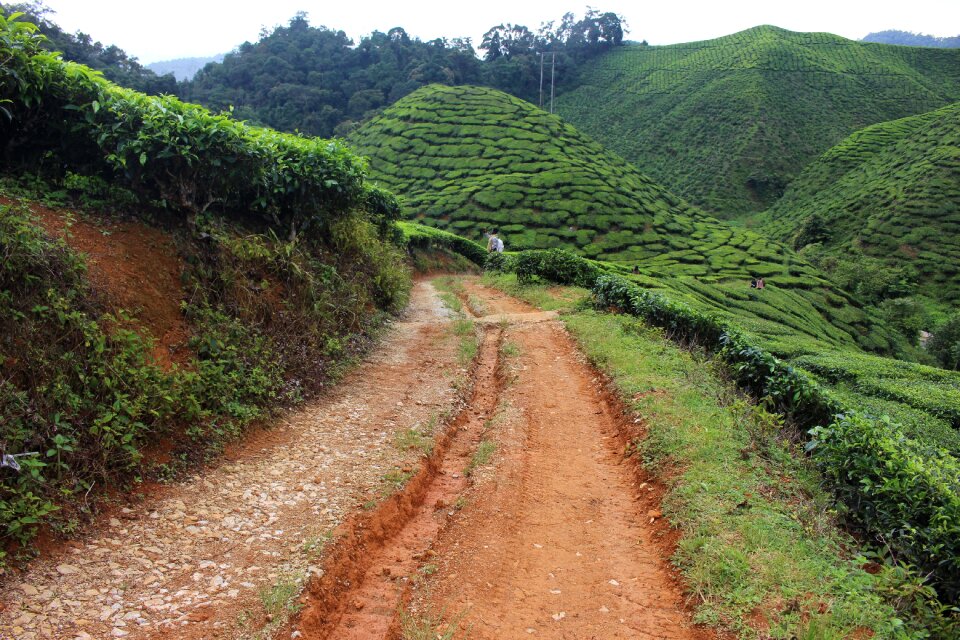 Green landscape rural