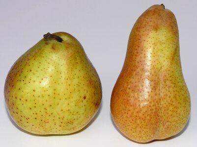 Round length fruit growing