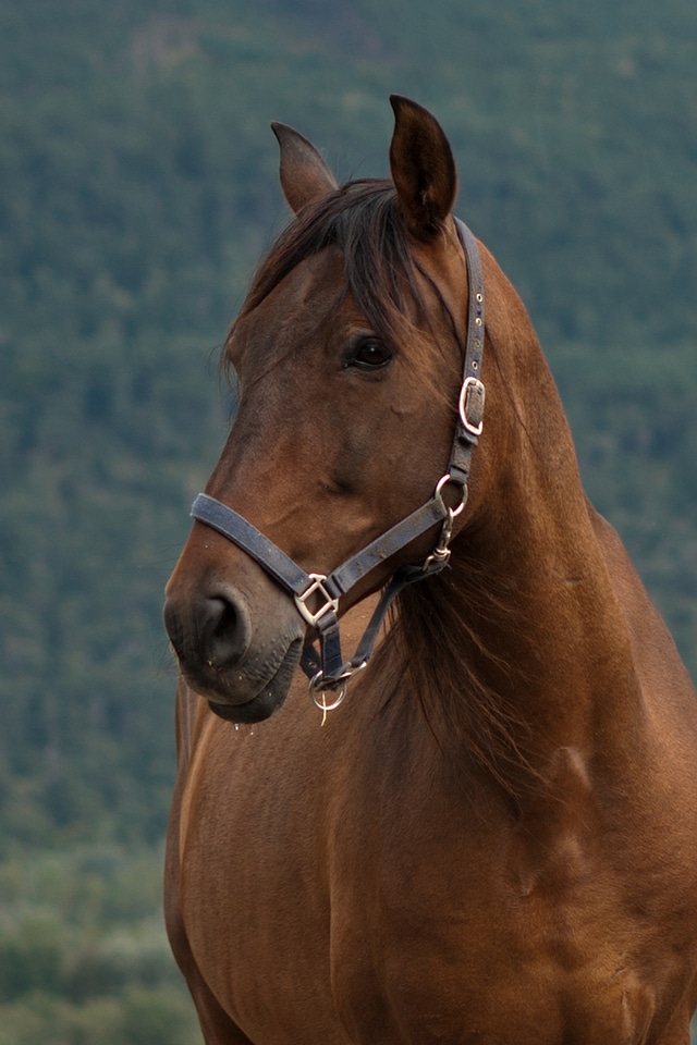 Portrait head leather and brass
