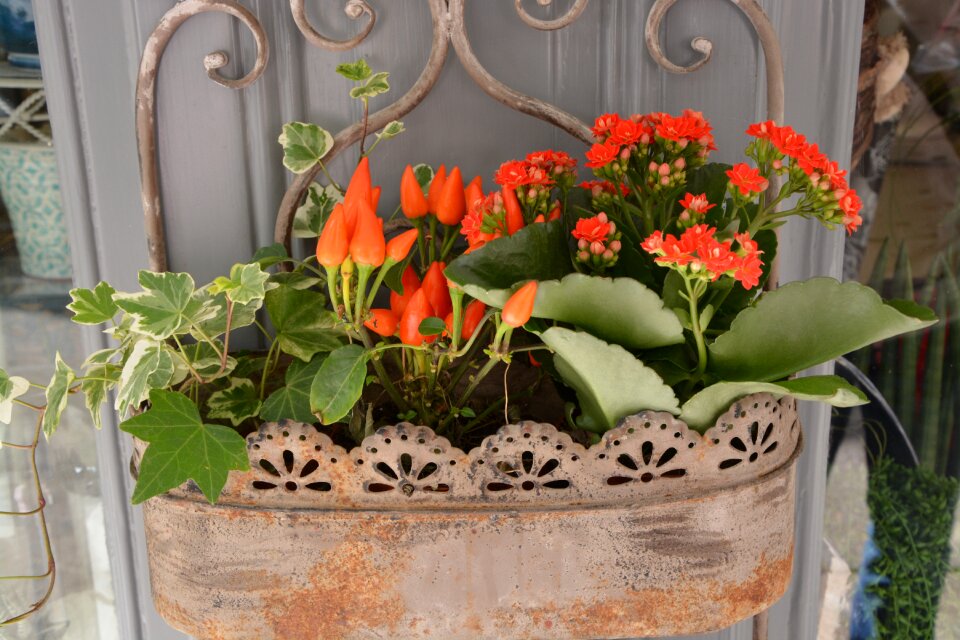 Decoration nature green