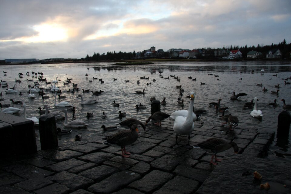 Iceland beach water