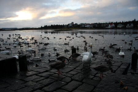 Iceland beach water