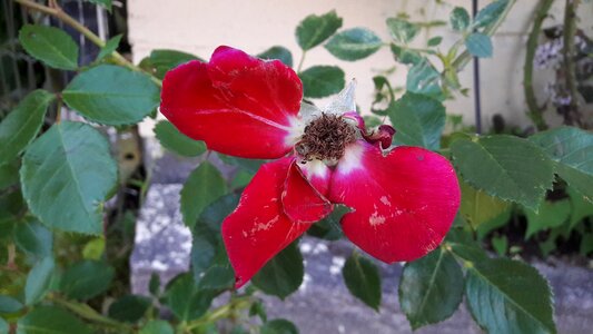 Flowers roses flower