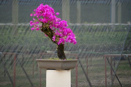 Plant miniature dream