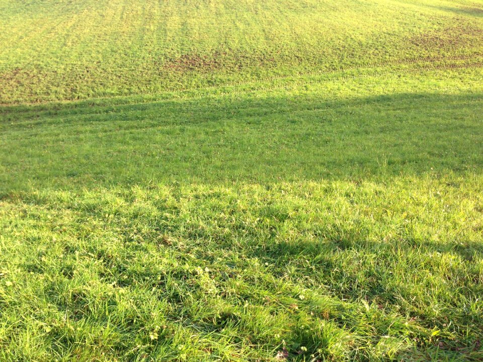 Summer meadow grass