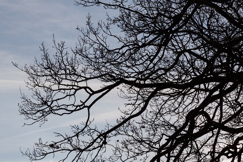 Backlighting contrast branch