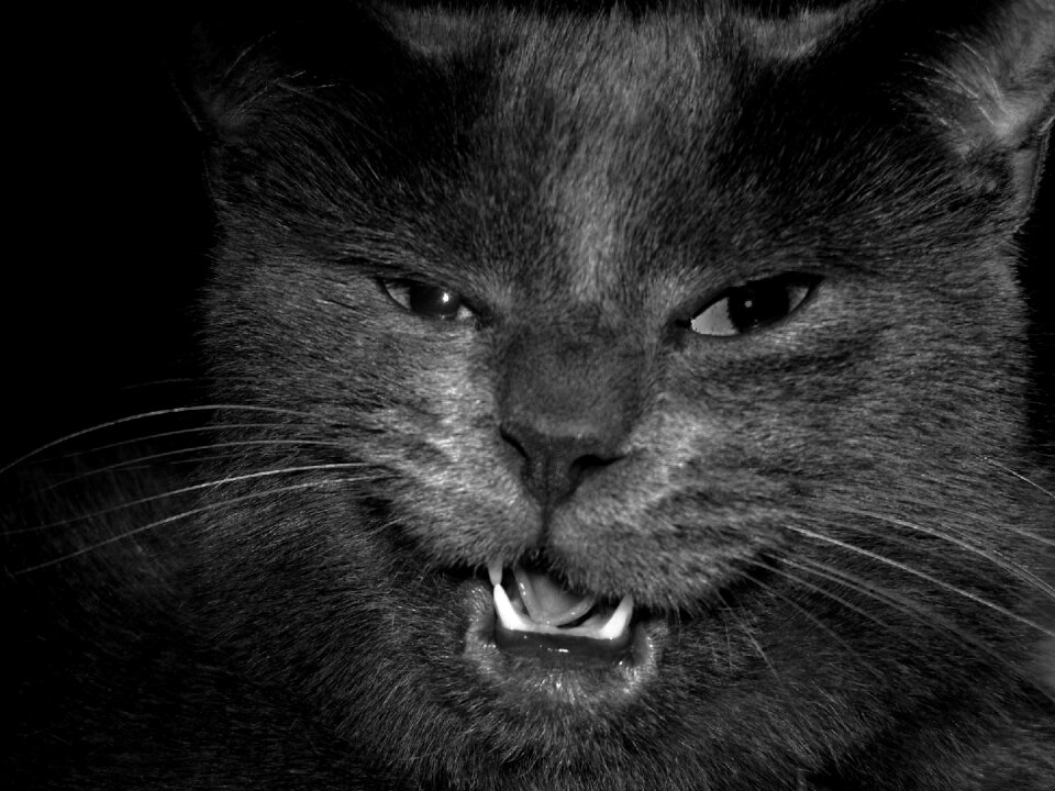 Closeup cute pet