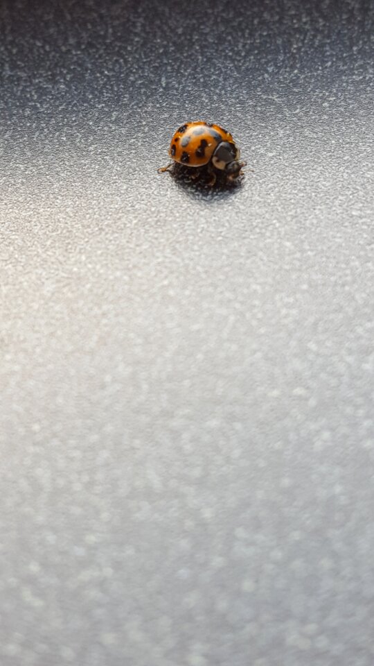 Ladybird indoor small