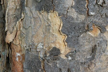 Texture structure tree