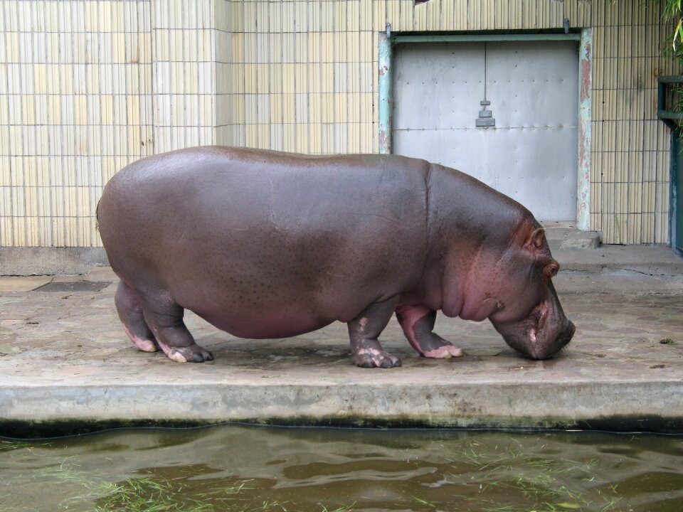 Mammal animal world animal