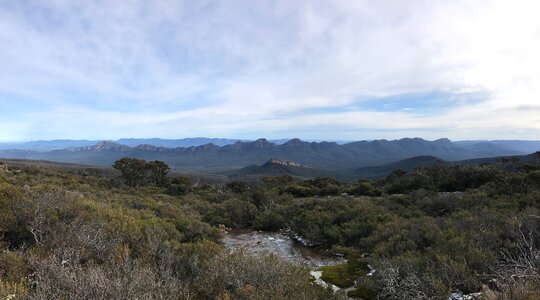 Mountain bush forest