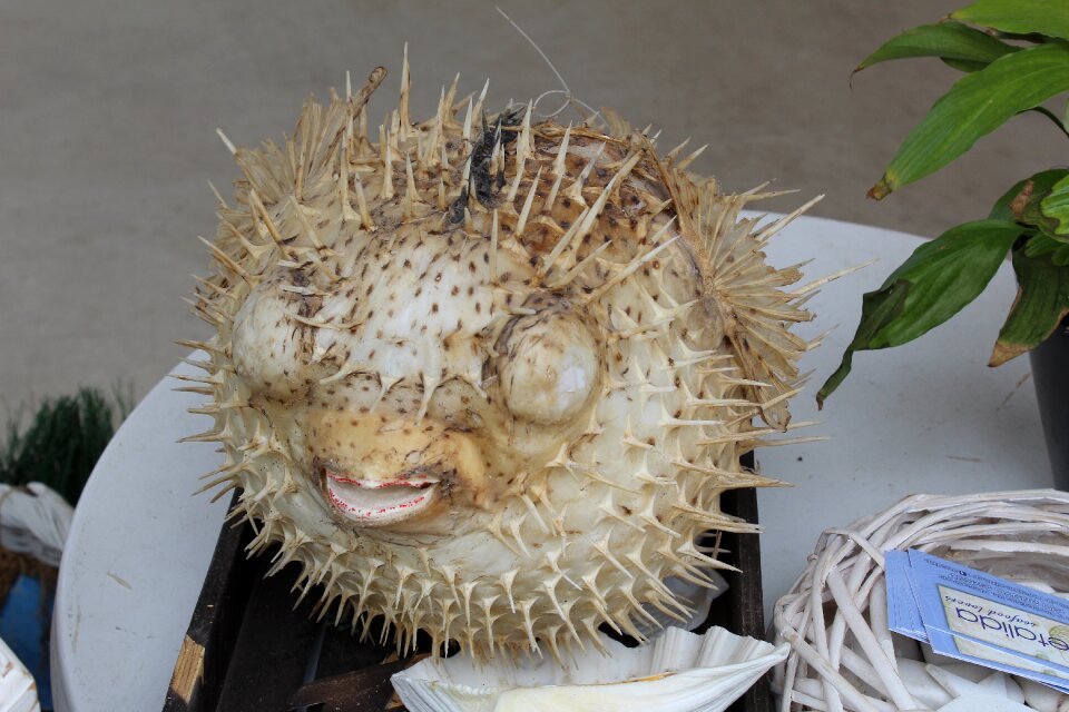 Fish hedgehog sea ​​fish dummy