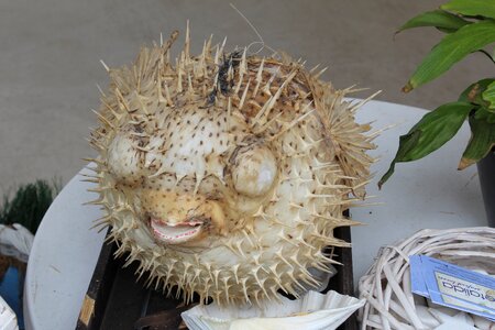 Fish hedgehog sea ​​fish dummy photo