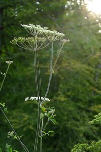 Evening flora plant