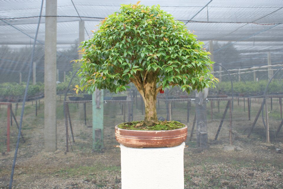 Plant miniature dream