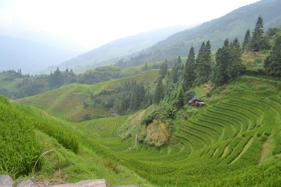 Terraces green nature