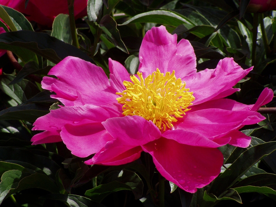 Nature garden flowers