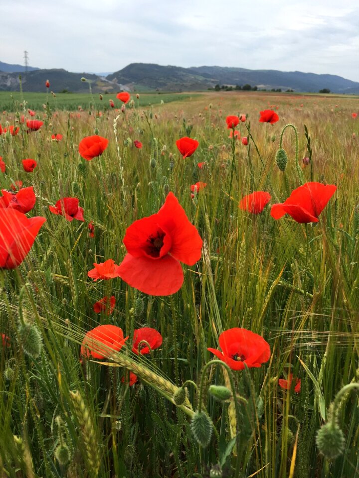 Poppy agriculture barley