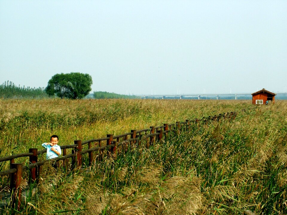 Chen bridge yellow river wetlands