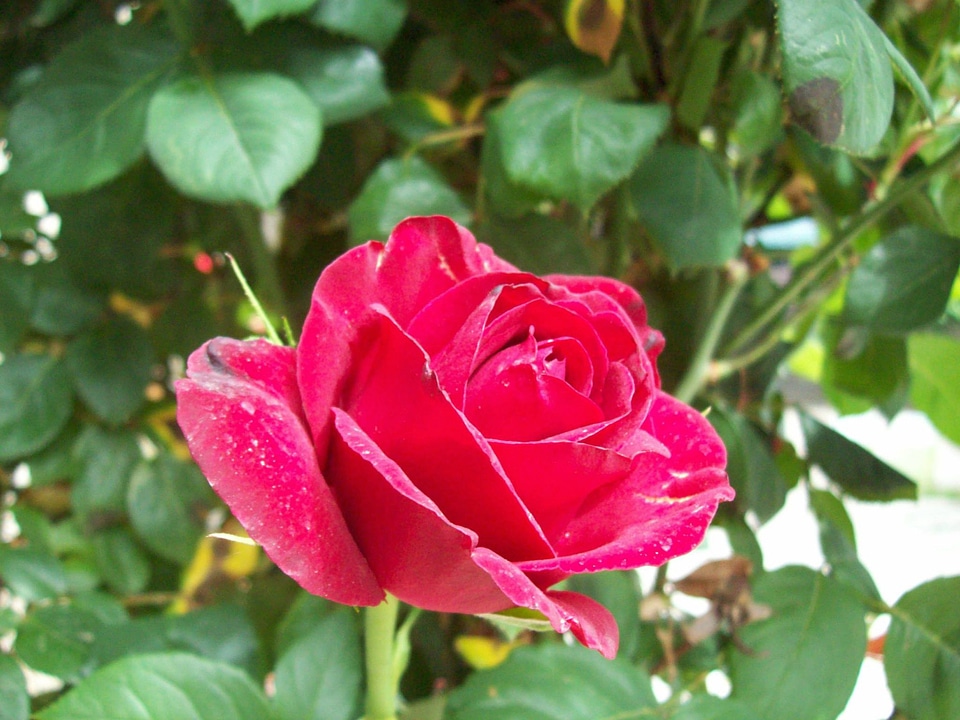 Plant natural blossom