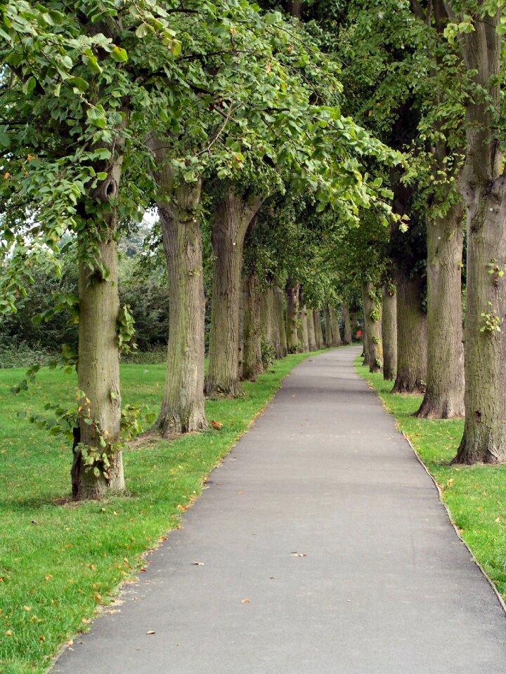 Trees park