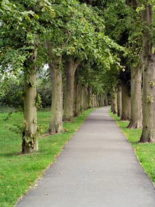 Trees park