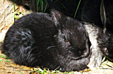 Bunny animal nature