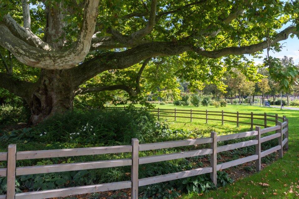 A rare tree fence circle