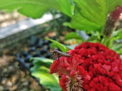 Red flower nature