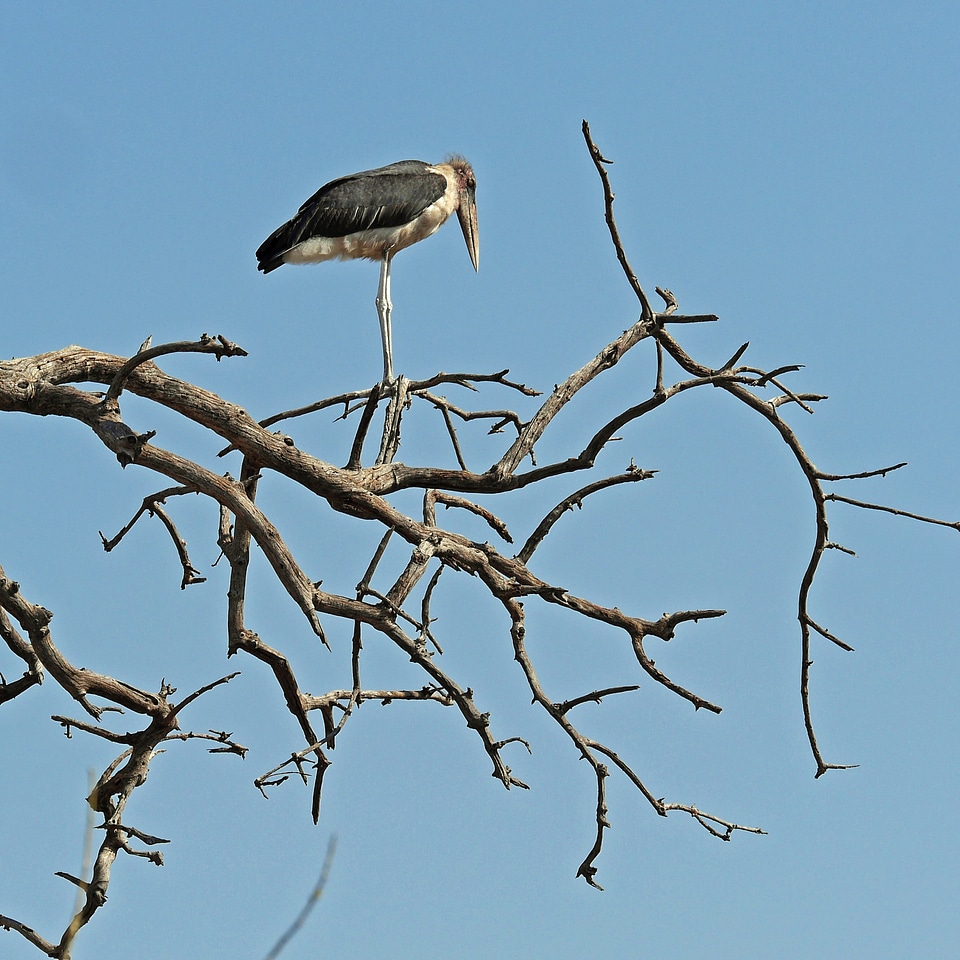 Safari botswana okavango