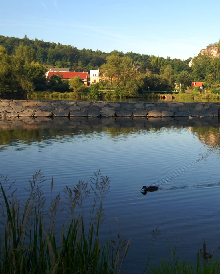 Dam duck grass