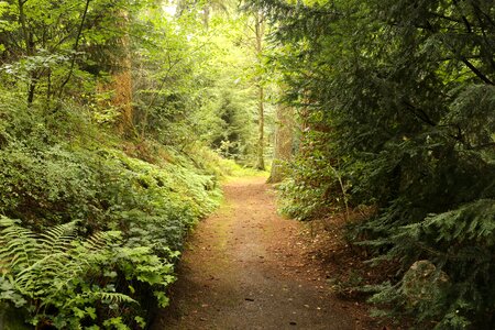 Trees pathway road photo