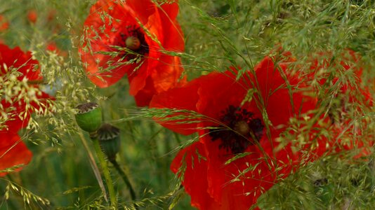 Summer meadow poppy grasses photo