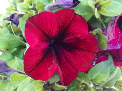 Plant flowers plants
