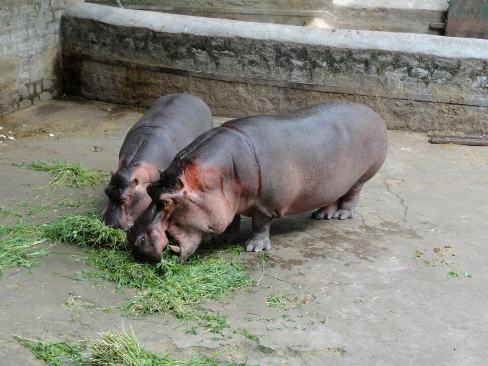 Zoo hippo