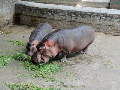 Zoo hippo photo